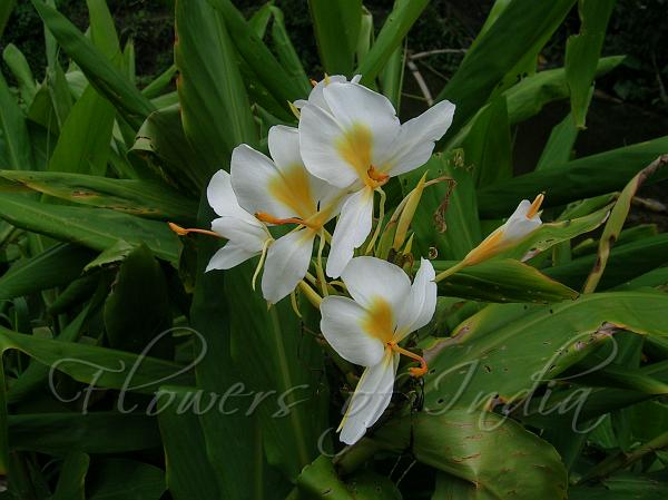 Gold Spot Ginger Lily